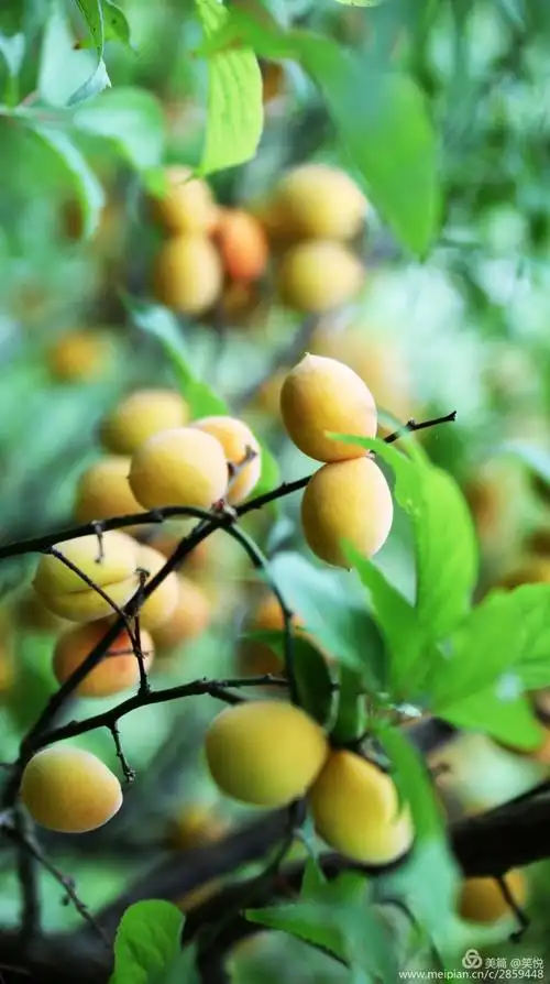 令人垂涎欲滴的红梅果,晨练日记,徐越峰摄影,2020.6.15,于汇仙湖梅园