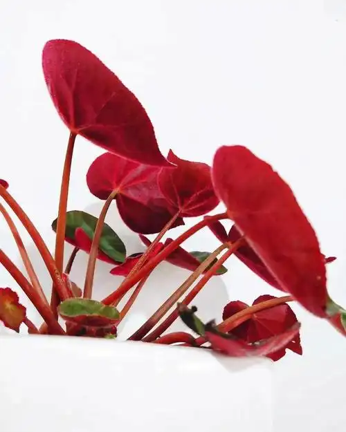 值得#拥有的一款秋海棠#sunny花园  #秋海棠  #我爱绿植  #红宝石