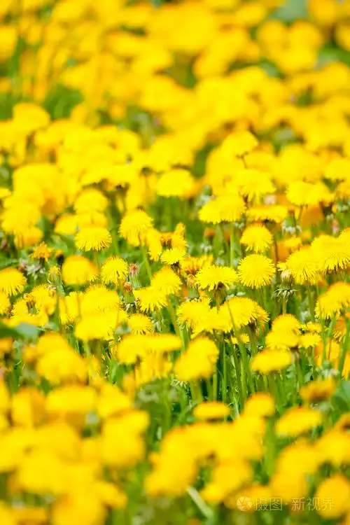原野上的盛开的蒲公英
