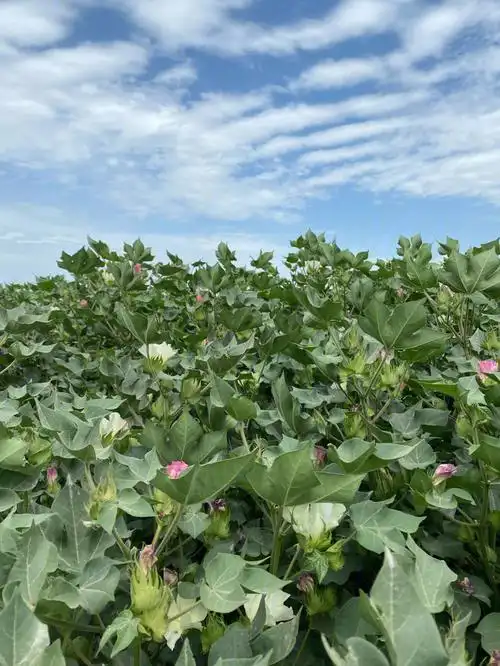新疆棉花开花了
