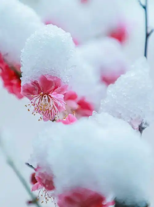 雪中梅花笑迎春