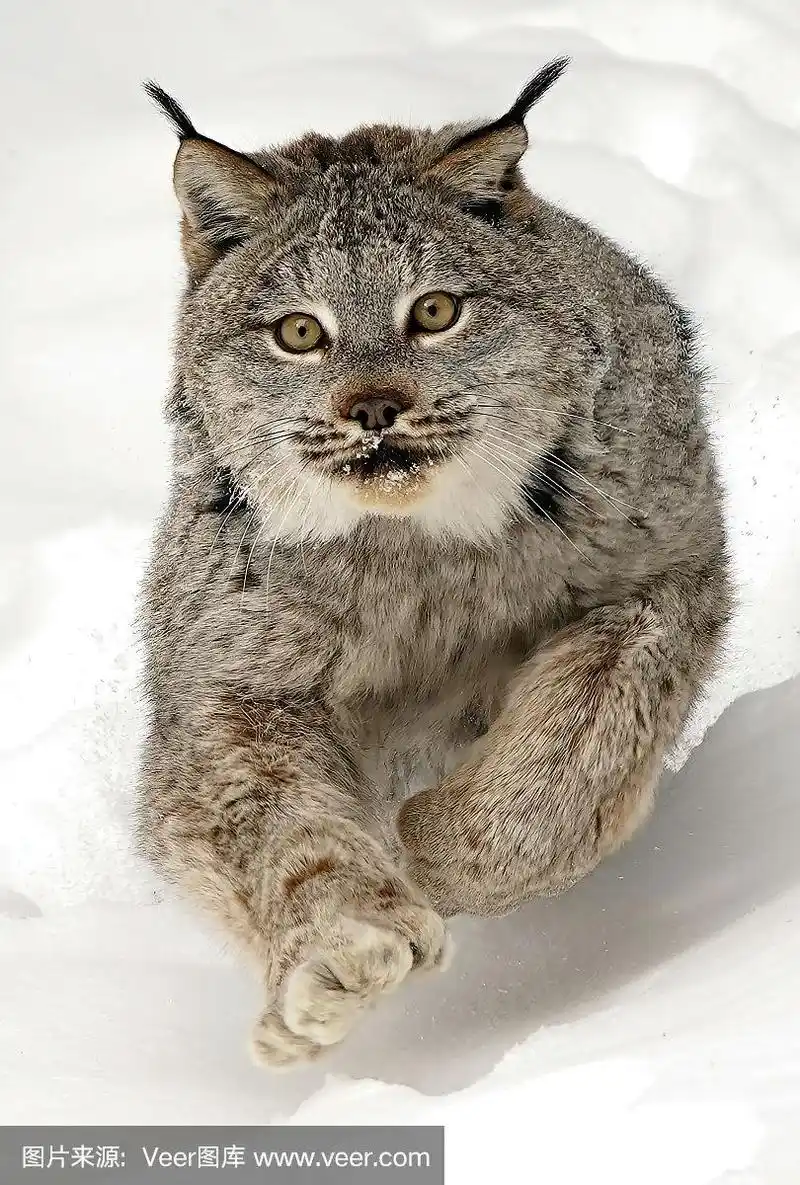 加拿大山猫在雪中奔跑