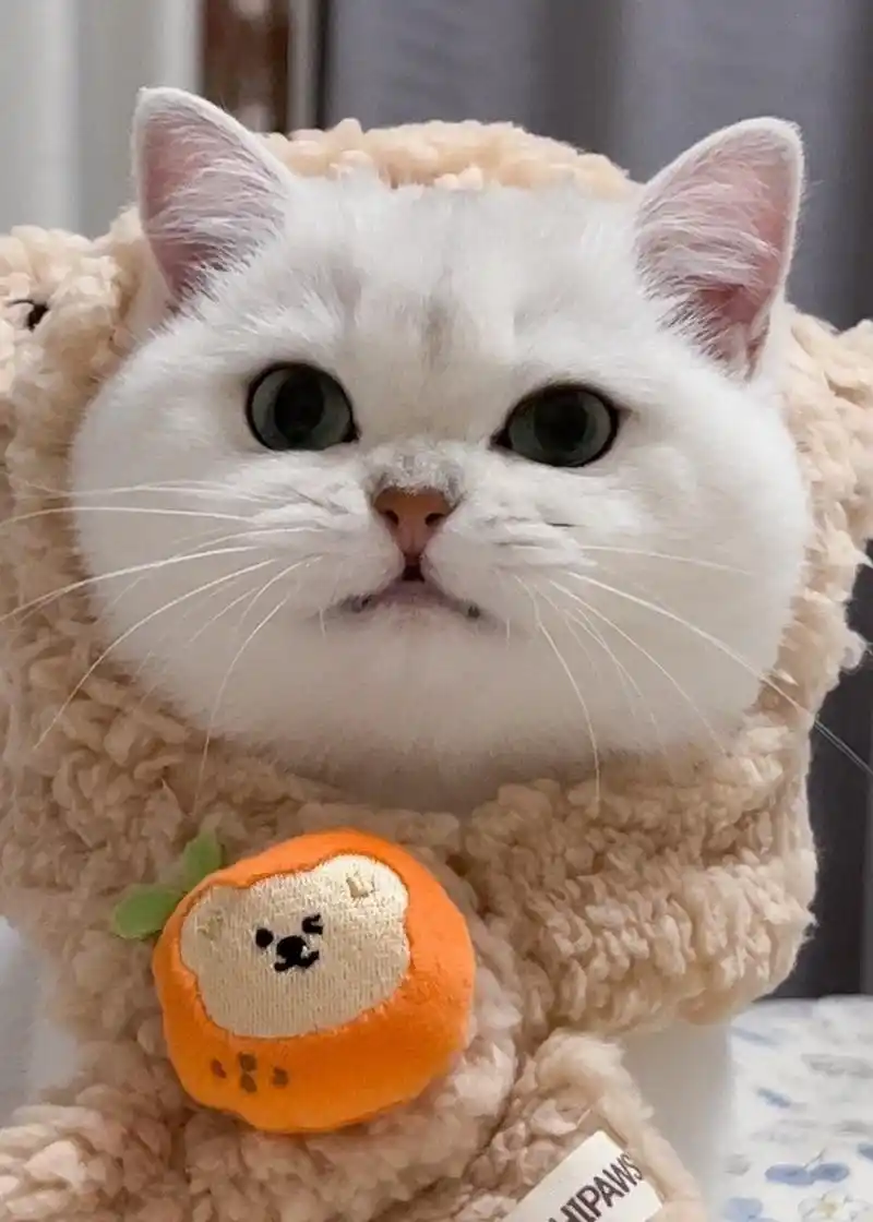 露虎牙的小猫猫也太可爱了吧[舔屏]