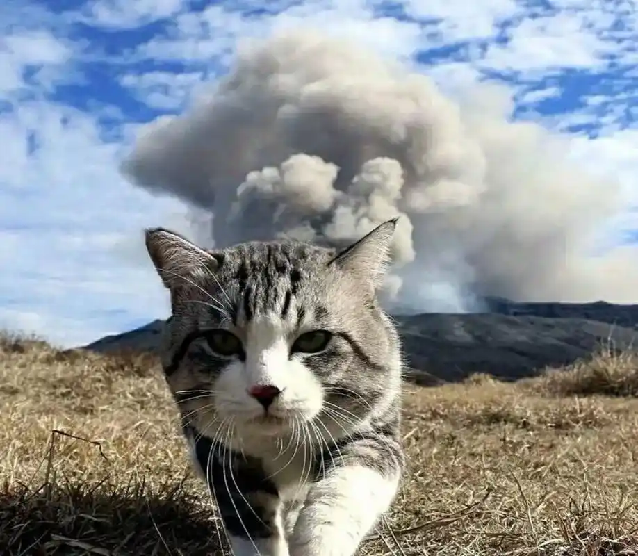 这样的大佬头像 也太酷了吧#动物头像 #优质男头 #优质头像 - 抖音