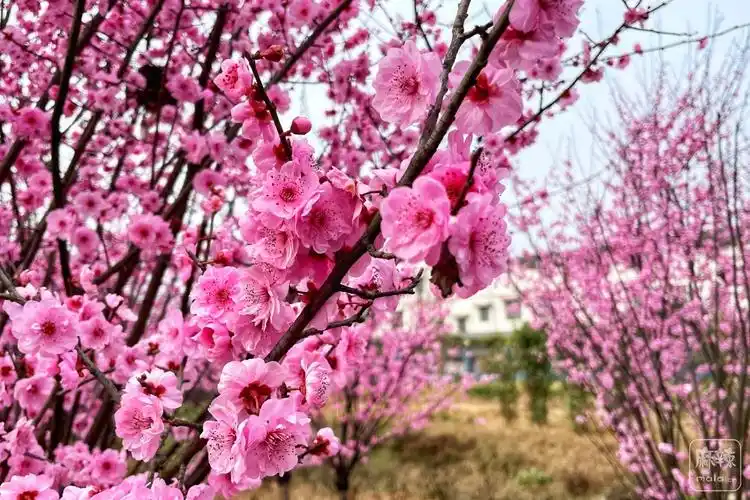 美人梅绽放在春天的原野里