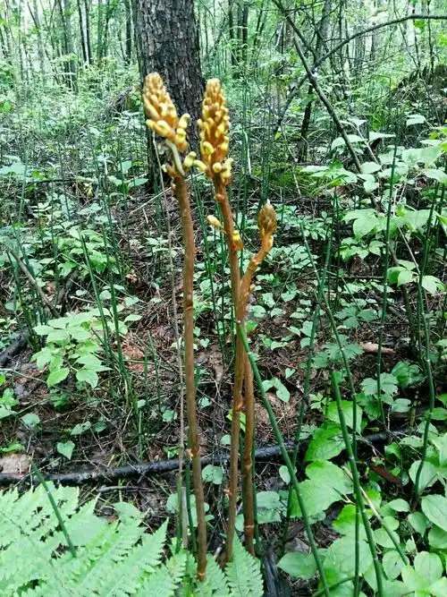 墨友37981921雪松