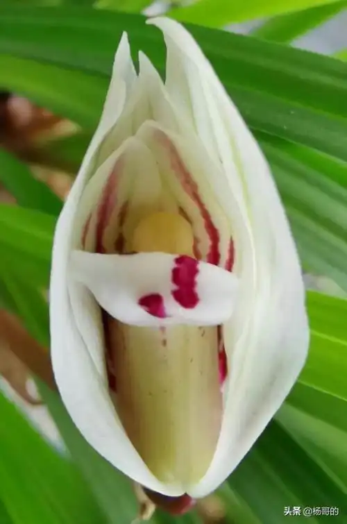 二:世界上最名贵的兰花