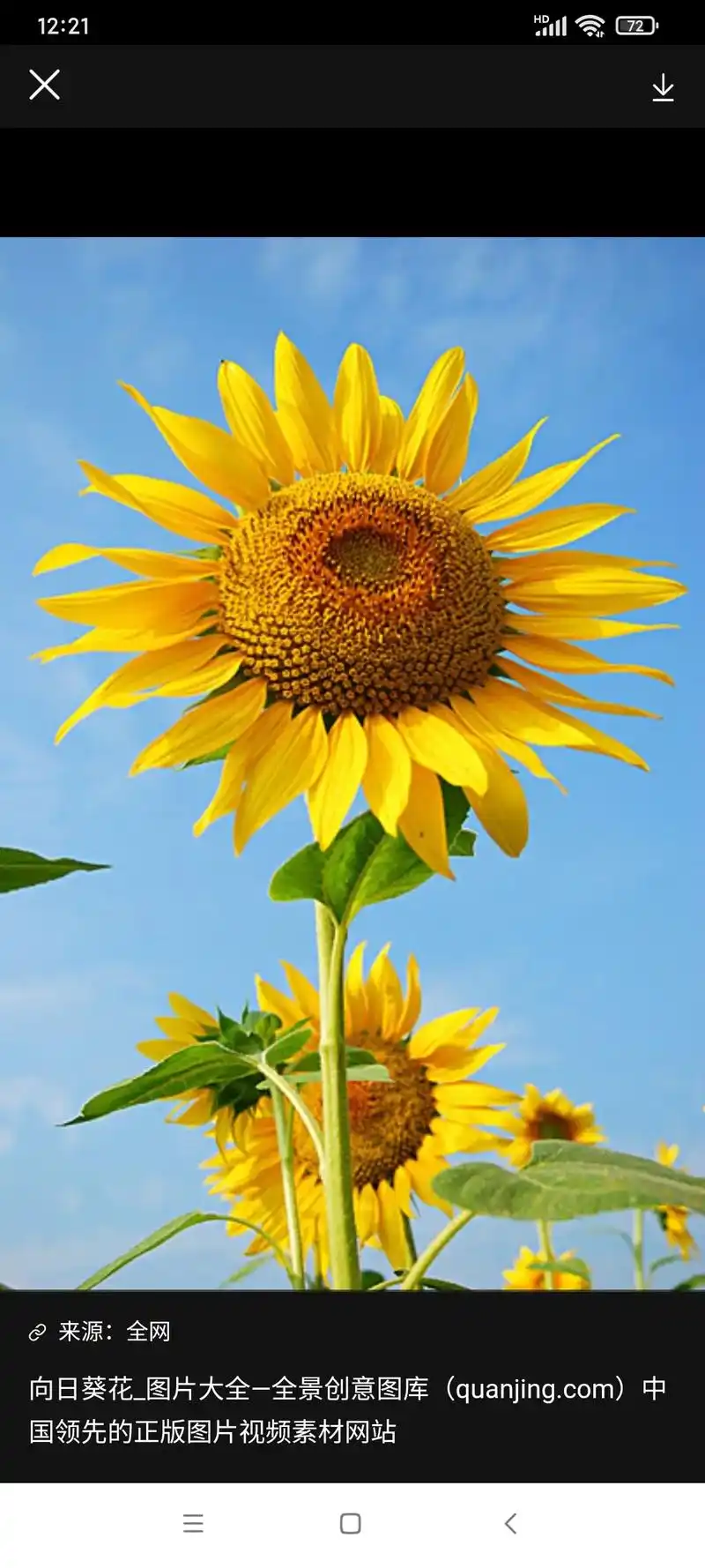 国领先的正版图片视频素材网站来源:全网向日葵花_图片大全-全 - 抖音
