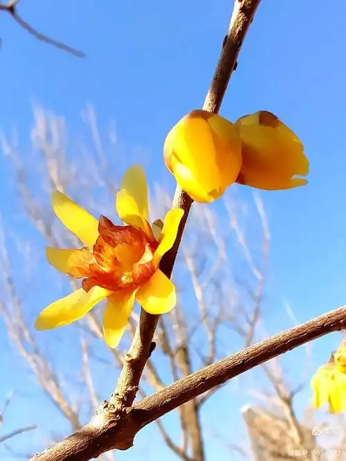 狗牙梅:花瓣尖而小,香气淡.