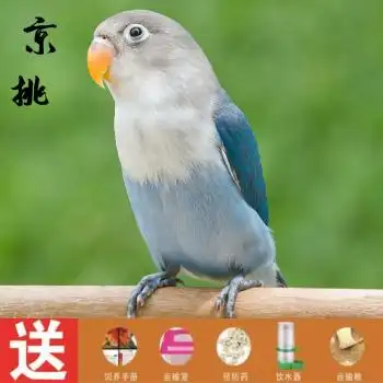 凤鹦鹉活体说话鸟手玩鸟活体 蓝黑牡丹鹦鹉2只(一公一母) 新手大礼包