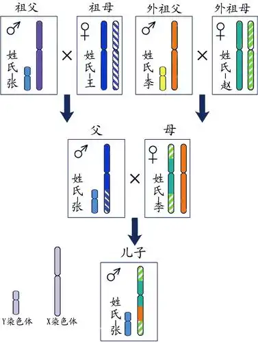 y染色体单倍群速查