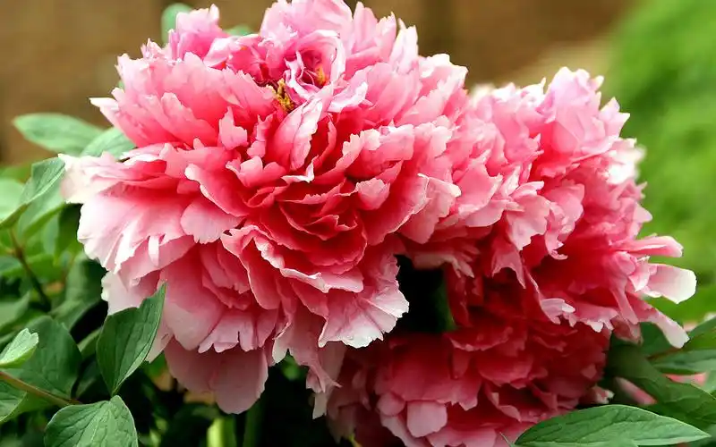 春天的牡丹唯美图片壁纸