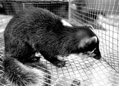 锁定8类哺乳类动物--sars毒源是如何发现的(图)