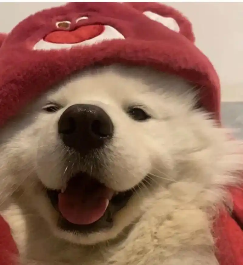 情侣头像|小狗小兔 永远为小动物头像心动91 小狗真的yyds!