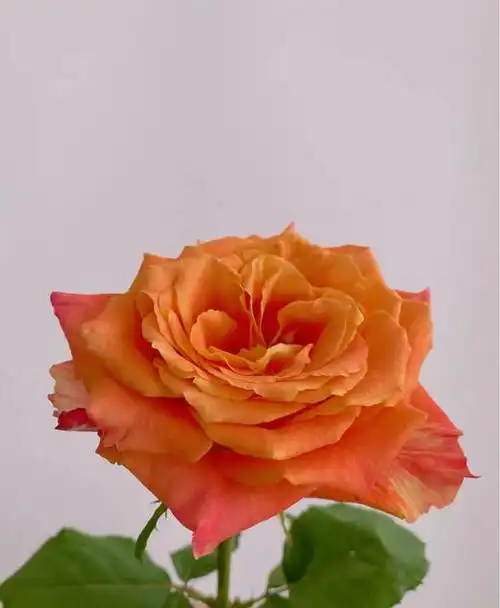 欢乐颂玫瑰全场满20扎起发