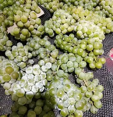 [葡萄批发]白珍珠葡萄价格0.80元/斤 - 一亩田
