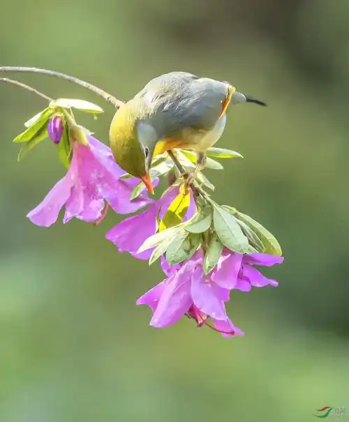 杜鹃花与相思鸟