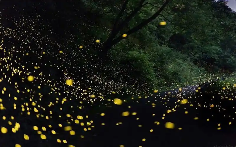 夜晚萤火虫发光图片