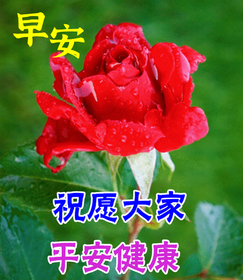 8张创意免打字夏天早上好动态图片表情带字和鲜花,好看的夏日早安问候