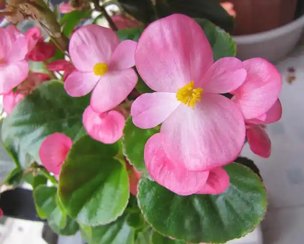 盆栽四季海棠徒长叶片密集花苞少怎么办?做到这3点,花多花期长