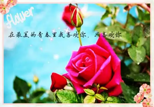 浪漫红玫瑰爱情文字图片_给你最幸福的爱情