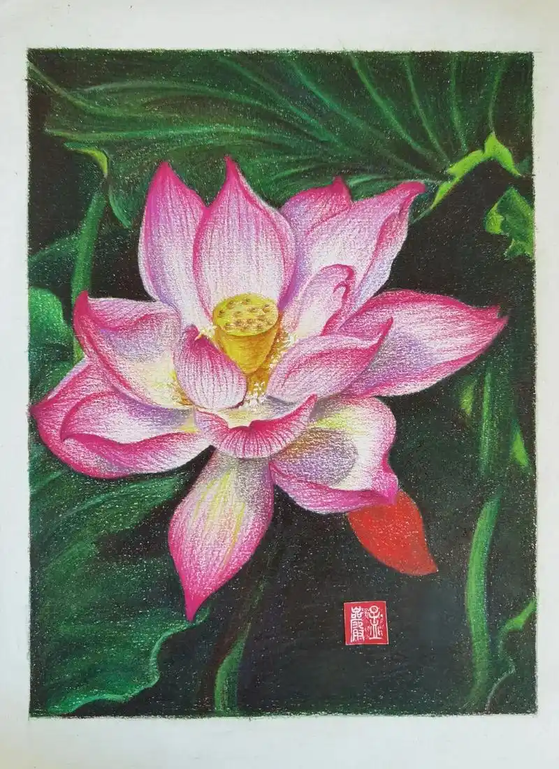 蝉鸣惊半夏,晴光映荷花.#彩铅手绘 ##一起学 - 抖音