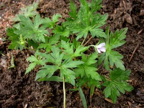 日月峡中草药兴安老鹳草
