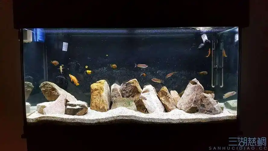 鱼缸造景 - 三湖慈鲷玩家 - 龙巅三湖慈鲷