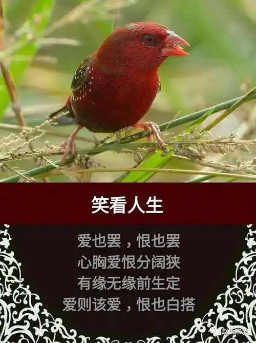 历史 正文笑看人生 这有 这里 "阅读原文" 返回搜             责任