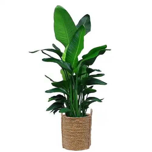 网红天堂鸟盆栽室内客厅中大型绿植花卉大叶植物大型绿植