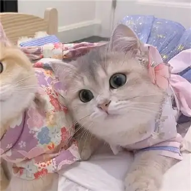 最新版猫咪情侣头像一对两张可爱 一生太长了总要有个人作伴