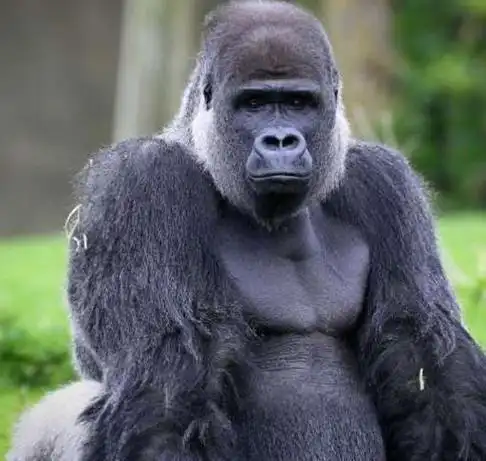 大猩猩为什么爱左右捶胸?科学家新发现,原因让人出乎意料