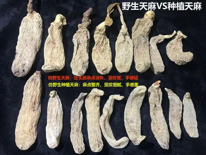 野生天麻与人工种植天麻对比图片