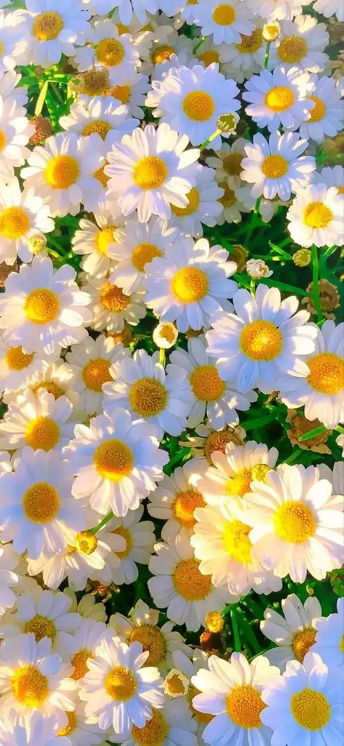 23 手机壁纸 | ins高级秋天治愈系风景 - 知乎