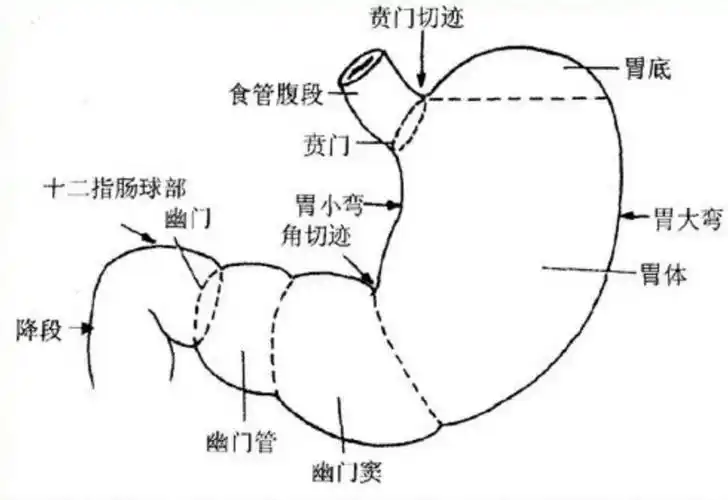 胃镜检查【一】 - 美篇