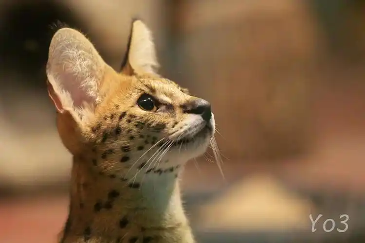 划掉)薮猫～～～下面出场的是东山动物园的霓虹特产～对马山猫～honey