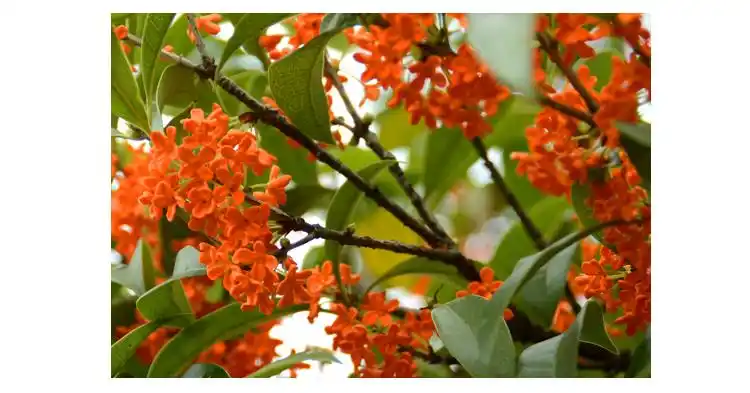 公鹤malecrane红色血桂朱砂桂花树苗正宗盆栽室内矮株老桩状元红丹桂