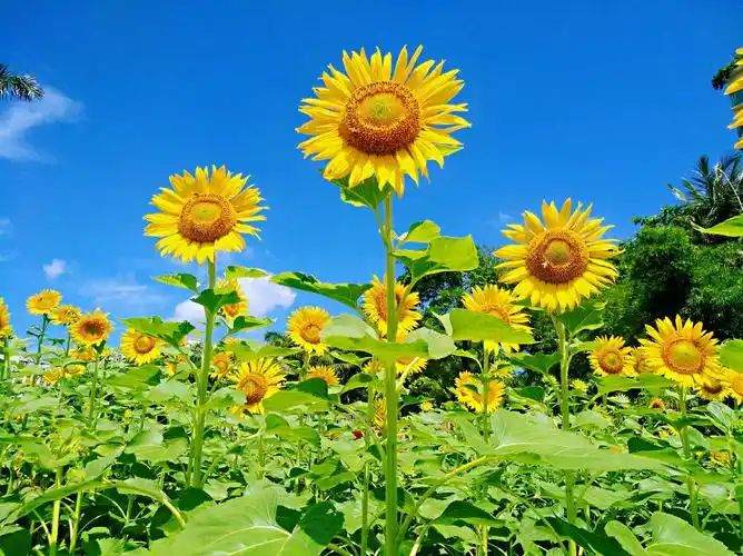 向日葵代表追逐阳光,心若阳光,人就自然开心,笑若葵花向日倾,我更愿像