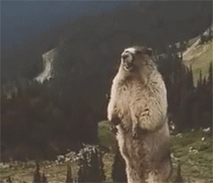 抖音热门表情包动图合集,每个都很赞!