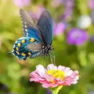 全世界上最美的头像