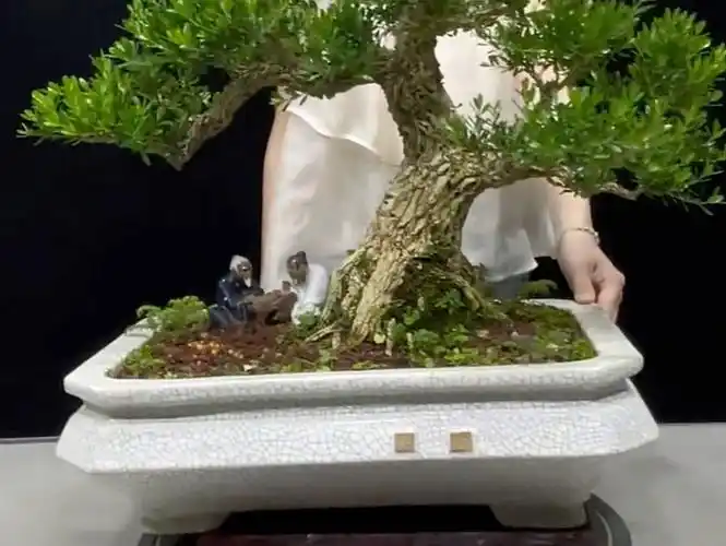 精品矮霸领南手法黄杨盆景