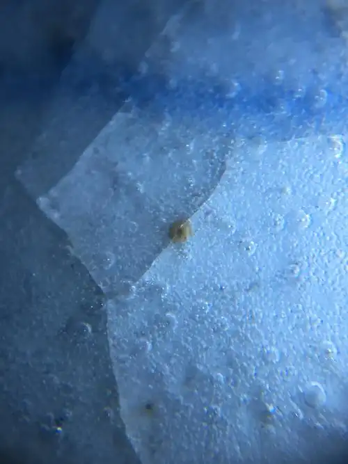 元青花大罐·仅展示特征