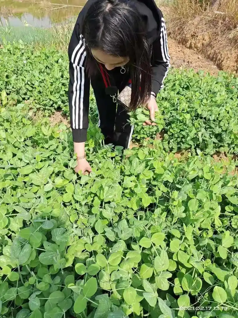 农村什么都好,那家怀孕了,不孕了,吵架了,离婚了,那家儿媳妇 - 抖音