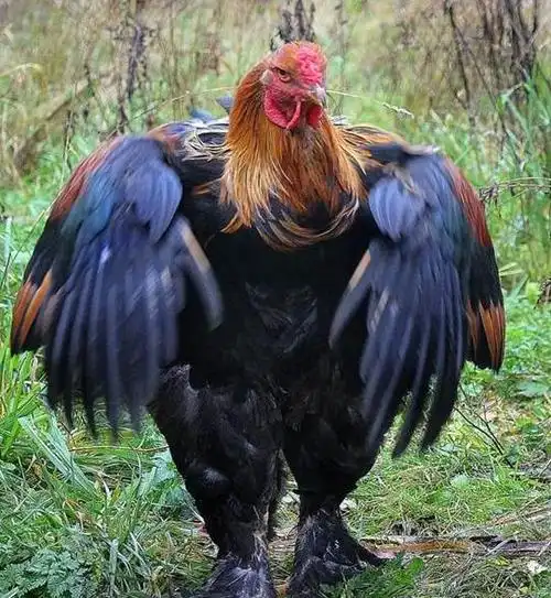 全世界最大的一只鸡,身长一米二,被称做真正的"古巨鸡"!|婆罗门|羽毛|