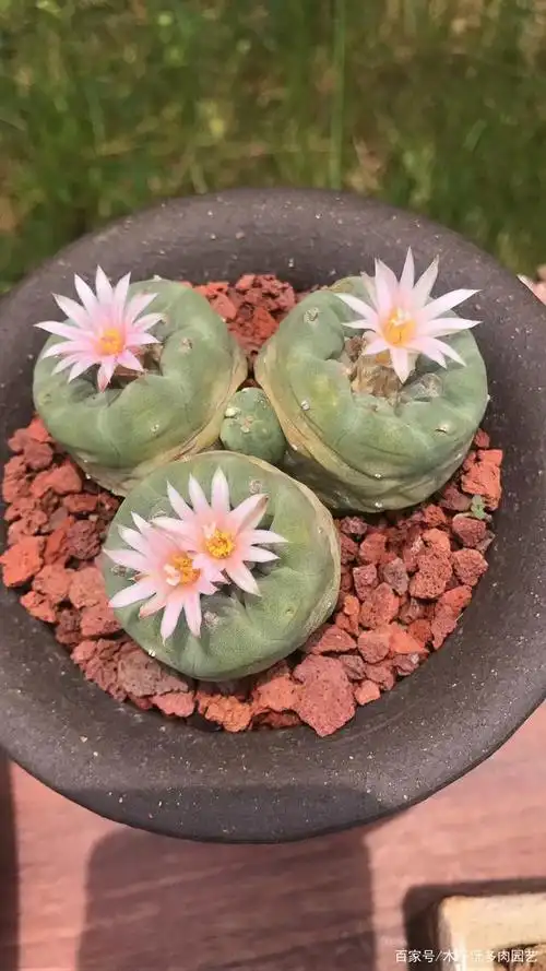 仙人球乌羽玉,你家的"鱼"多肉开花了没