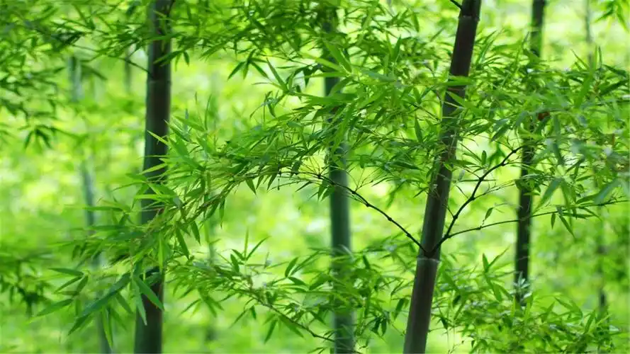 82张护眼电脑桌面壁纸,超多超全,唯美漂亮