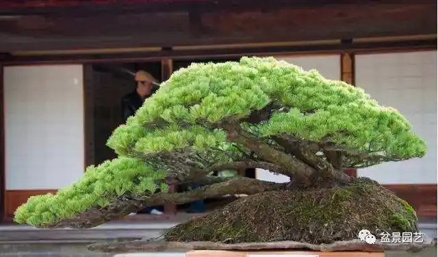 一本多杆式盆景,本是同根生