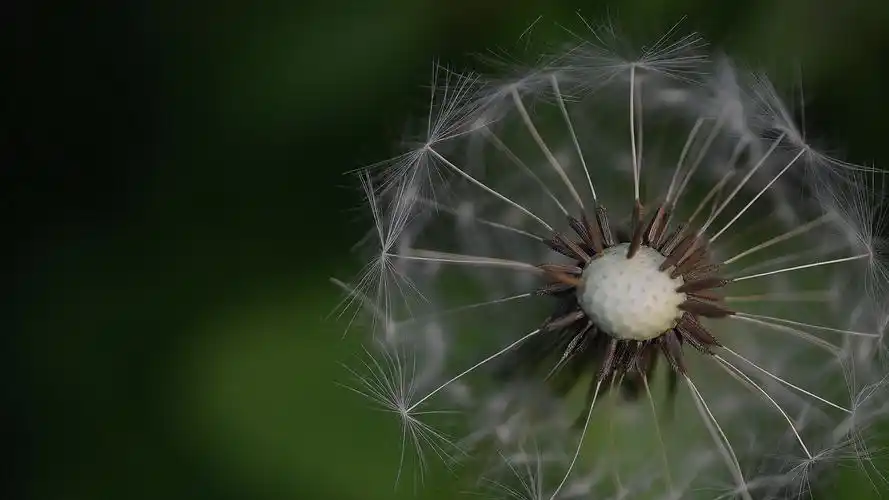 蒲公英4k图片壁纸壁纸