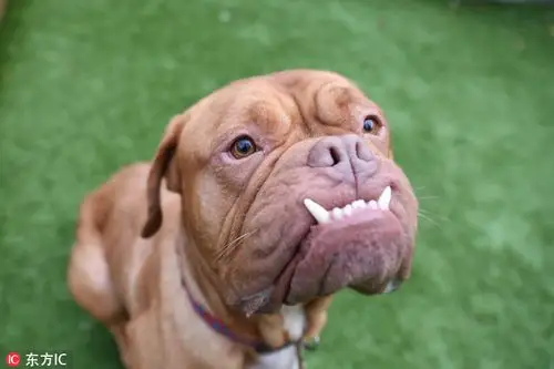 法国波尔多犬尖牙外露 似獠牙怪兽
