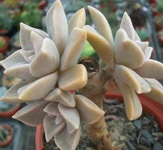 景天科胧月的养殖方法